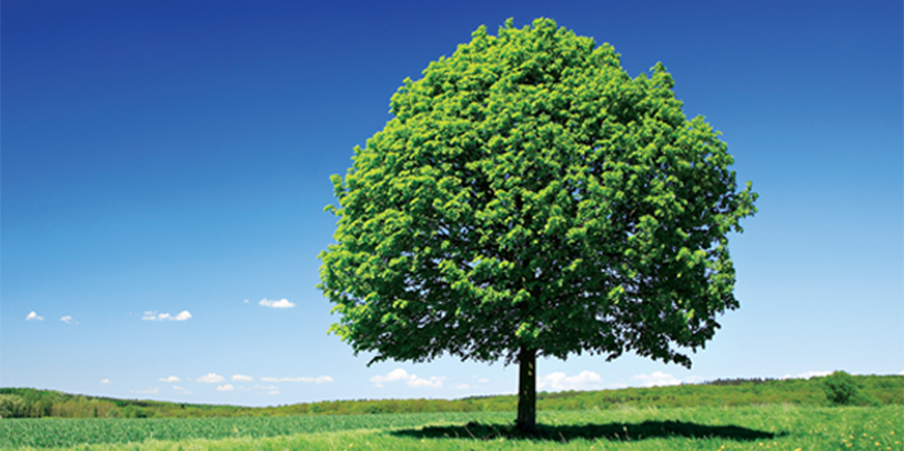 Blue Green Tree in a Field