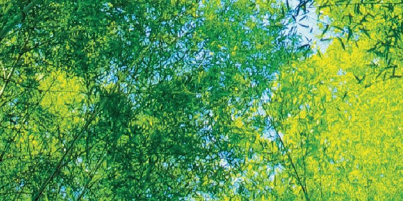 Green Bamboo Trees