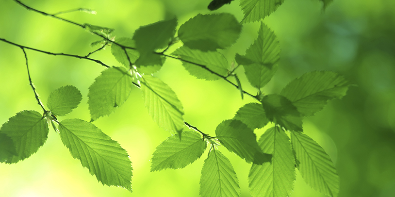 Green Tree Leaves