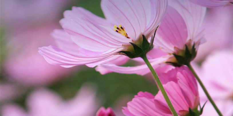 Asia Tax Bulletin - Spring 2023