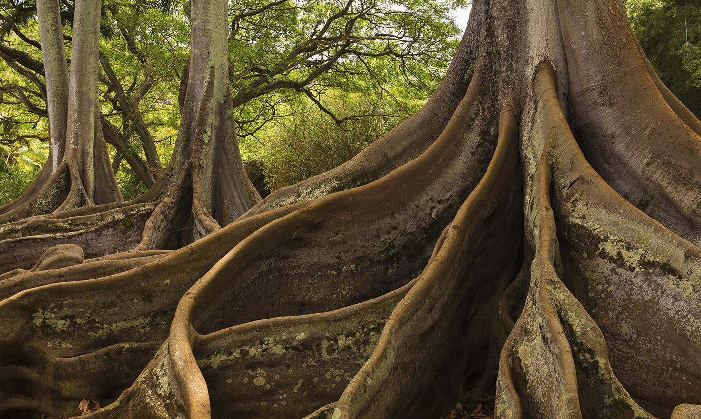 新兴公司及风险投资| 服务| Mayer Brown