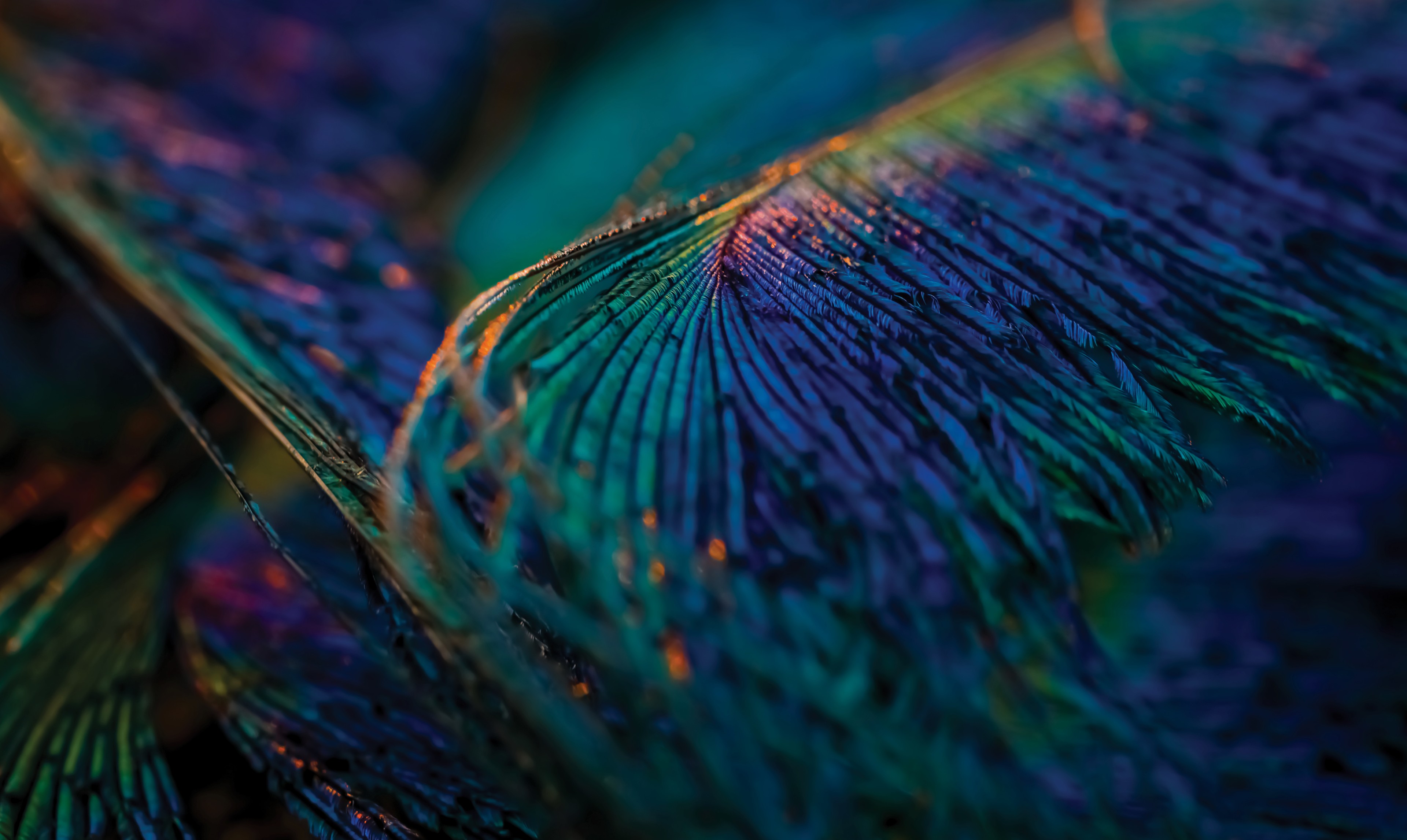 India Domaines de compétences Mayer Brown