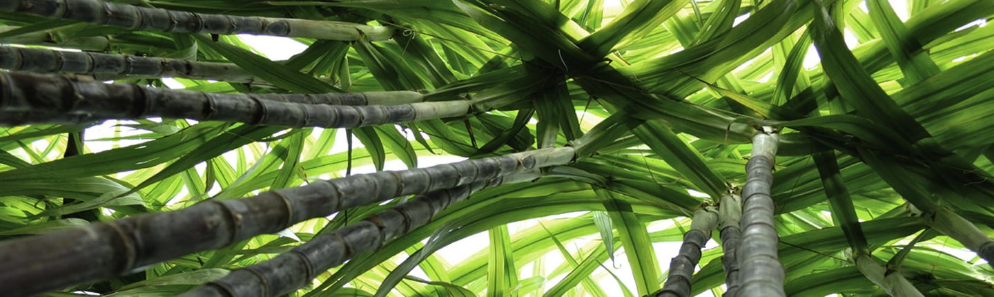 Lush Green Sugar cane stalks Bottom Banner Image